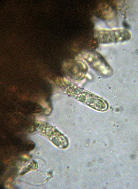 In parcheggio (Granulobasidium vellereum)
